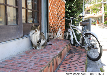 Okinawa Naha Tsuboya Yachimun Street Cat 88391631