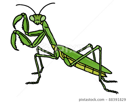 螳螂 88391829
