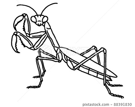 螳螂/線描 螳螂/線描 88391830