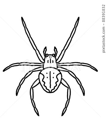 Spider / line drawing - Stock Illustration [88391832] - PIXTA