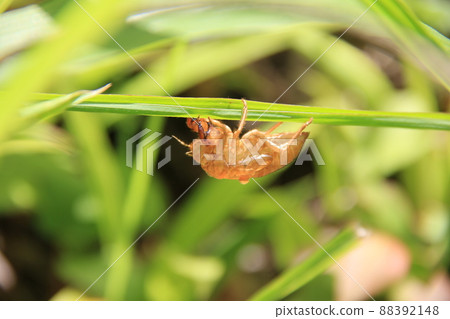 “蟬”蛻皮 88392148