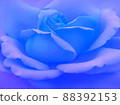 奇蹟藍玫瑰 88392153