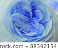 藍玫瑰 88392154