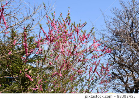 Dark pink cherry blossoms in full bloom in the blue sky [Kanagawa Prefecture] 88392453