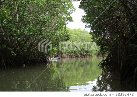 沖繩石垣島紅樹林海上皮划艇 88392478