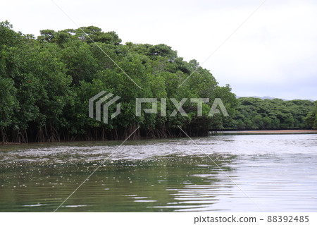 Okinawa Ishigaki Island Mangrove Sea Kayaking Okinawa Ishigaki Island Mangrove Sea Kayaking 88392485