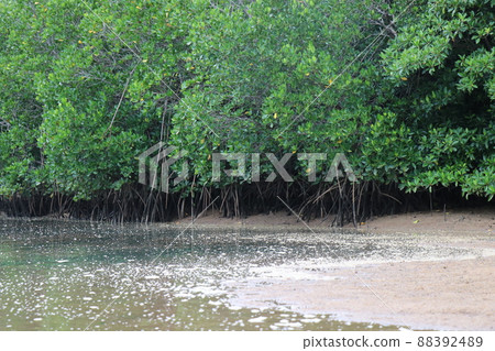 Okinawa Ishigaki Island Mangrove Sea Kayaking Okinawa Ishigaki Island Mangrove Sea Kayaking 88392489