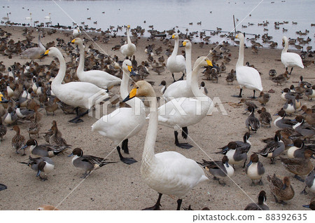 Swan and pintail overflowing on the sandy beach of Uchinuma, Kurihara City, Miyagi Prefecture Swan and pintail overflowing on the sandy beach of Uchinuma, Kurihara City, Miyagi Prefecture 88392635