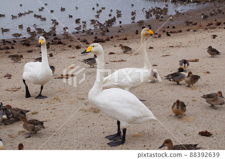 Swan and pintail overflowing on the sandy beach of Uchinuma, Kurihara City, Miyagi Prefecture Swan and pintail overflowing on the sandy beach of Uchinuma, Kurihara City, Miyagi Prefecture 88392639