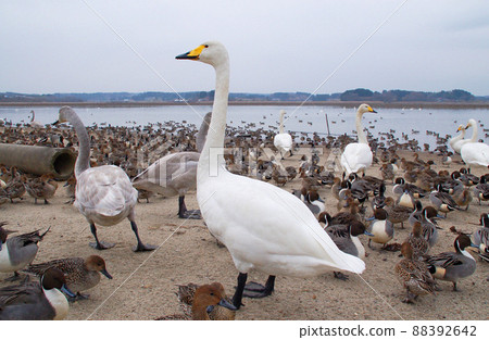 Swan and pintail overflowing on the sandy beach of Uchinuma, Kurihara City, Miyagi Prefecture Swan and pintail overflowing on the sandy beach of Uchinuma, Kurihara City, Miyagi Prefecture 88392642