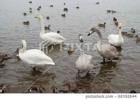 Miyagi Prefecture Kurihara City Uchinuma Swan and Pintail Miyagi Prefecture Kurihara City Uchinuma Swan and Pintail 88392644
