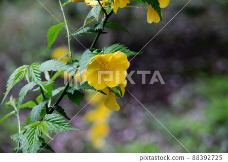 Yamabuki花 Yamabuki花 88392725