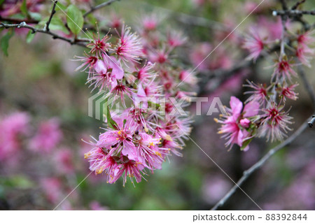 Japanese Prunus flower 88392844