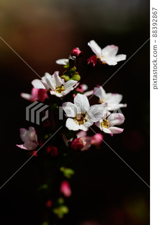 Pink snow willow 88392867