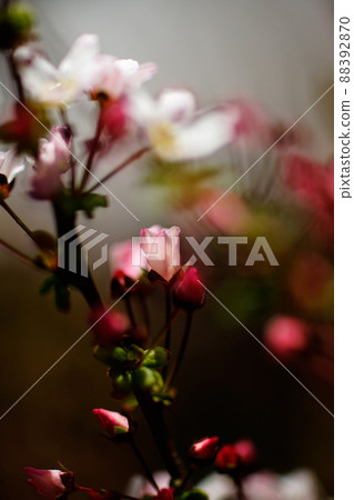 Pink snow willow Pink snow willow 88392870