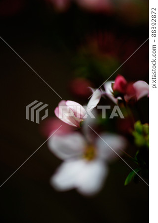 Pink snow willow 88392872