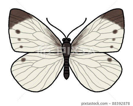 Monsieur root Monsieur root 88392878