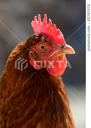 Portrait chicken on the farm, poultry concept 88392918