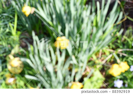 Yellow daffodils [Kanagawa Prefecture] 88392919