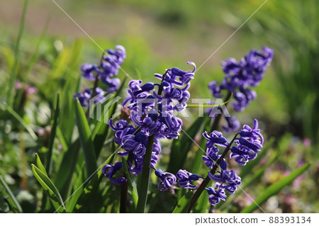 日本早春公園盛開的紫色風信子花 日本早春公園盛開的紫色風信子花 88393134