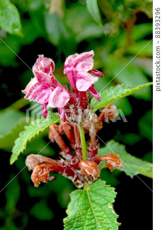 Phlomis paohsingensis,是一種在中國四川省四姑娘山鎮凱科溝開花的Phlomis屬。 Phlomis paohsingensis,是一種在中國四川省四姑娘山鎮凱科溝開花的Phlomis屬。 88393296