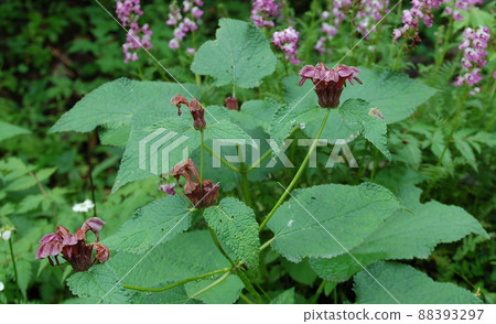 Phlomis paohsingensis,是一種在中國四川省四姑娘山鎮凱科溝開花的Phlomis屬。 Phlomis paohsingensis,是一種在中國四川省四姑娘山鎮凱科溝開花的Phlomis屬。 88393297
