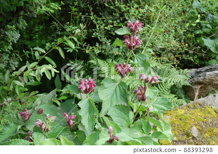 Phlomis paohsingensis,是一種在中國四川省四姑娘山鎮凱科溝開花的Phlomis屬。 Phlomis paohsingensis,是一種在中國四川省四姑娘山鎮凱科溝開花的Phlomis屬。 88393298