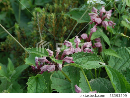 Phlomis paohsingensis,是一種在中國四川省四姑娘山鎮凱科溝開花的Phlomis屬。 Phlomis paohsingensis,是一種在中國四川省四姑娘山鎮凱科溝開花的Phlomis屬。 88393299