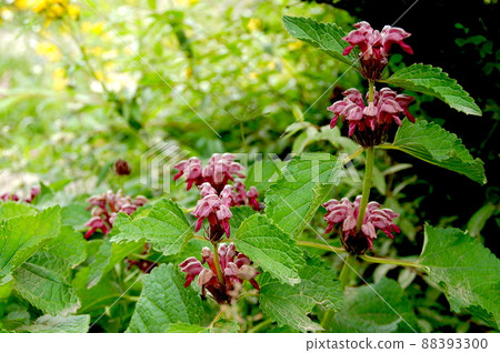 Phlomis paohsingensis,是一種在中國四川省四姑娘山鎮凱科溝開花的Phlomis屬。 Phlomis paohsingensis,是一種在中國四川省四姑娘山鎮凱科溝開花的Phlomis屬。 88393300