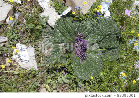 中國四川-青海邊境的Phlomis rotata,一種在山口開花的唇形科Phlomis屬 中國四川-青海邊境的Phlomis rotata,一種在山口開花的唇形科Phlomis屬 88393301