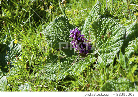 Phlomis rotata,Phlomis rotata,在中國四川的山口開花,自然,夏天,風景,山,高 Phlomis rotata,Phlomis rotata,在中國四川的山口開花,自然,夏天,風景,山,高 88393302