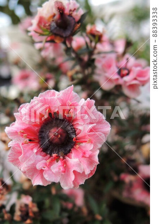 Manuka by Oyanagi Ume (Leptospermum) Manuka by Oyanagi Ume (Leptospermum) 88393338