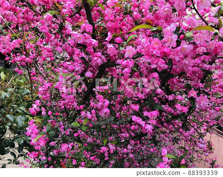 Pink cherry blossoms Pink cherry blossoms 88393339