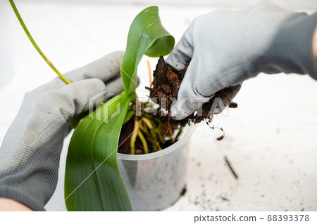 Repotting orchid with roots in woman hand 88393378