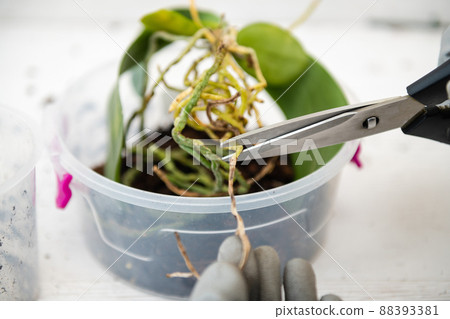 A woman cuts the diseased roots of an orchid. 88393381