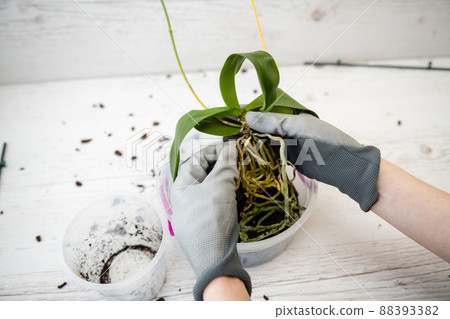 Repotting orchid with roots in woman hand Repotting orchid with roots in woman hand 88393382