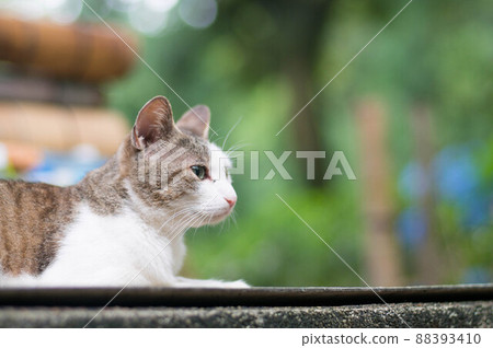 A cat living in the forest A cat living in the forest 88393410