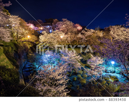 夜櫻菊池公園 夜櫻菊池公園 88393438