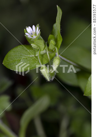 Hakobe Hakobe 88393577