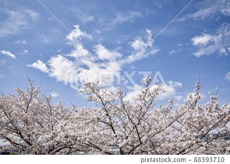 櫻花和藍天 櫻花和藍天 88393710