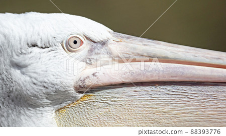 Closeup of a pelican at the Pragua zoo 88393776