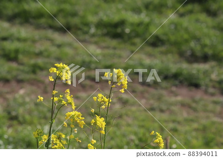 日本早春公園盛開的黃色油菜花 88394011