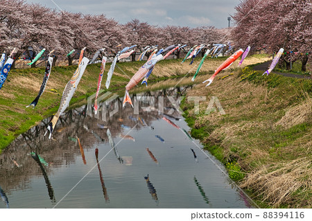 Sakura-Asamizu River (carp streamer) 88394116