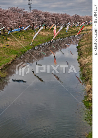 Sakura-Asamizu River (carp streamer) 88394117