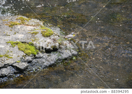 奇蹟 奇蹟 88394295