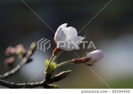 Flowering of Yoshino cherry tree (Sakura) in a park in early spring in Japan 88394408