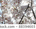 櫻花盛開 20220405_1 櫻花盛開 20220405_1 88394603