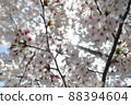 櫻花盛開 20220405_2 櫻花盛開 20220405_2 88394604