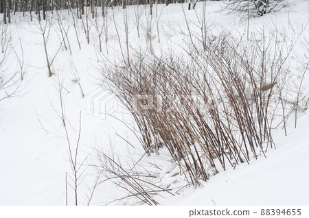 Winter landscape with a park after snowstorm, April 2022 88394655