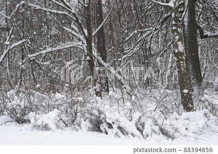 Winter landscape with a park after snowstorm, April 2022 88394656